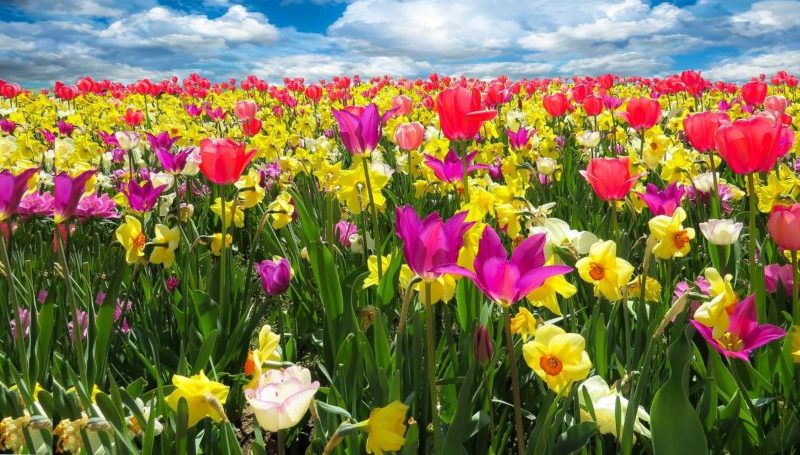 tulpen