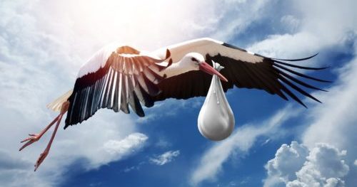 bird-3058712_1920